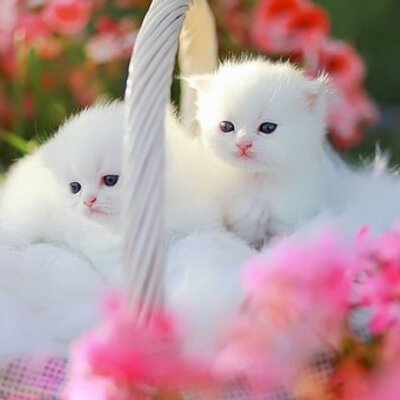 Profile Picture of Sara Imtiaz (@SaraImtiaz1) on Twitter