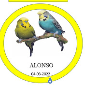 Profile Picture of Aviario Alonso Miguel (@aviarioalonsomiguel602) on Youtube
