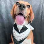 Profile Picture of 𝗖𝗔𝗟𝗩𝗜𝗡 (@kingcalvin.beagle) on Instagram