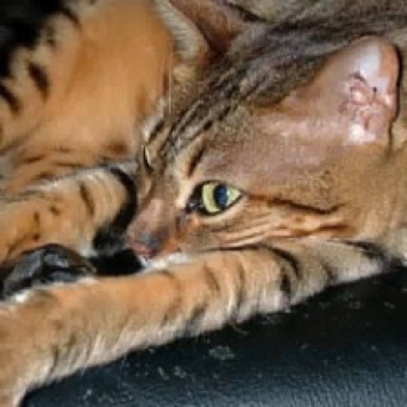 Julia Kecko - Poshmark Profile Picture of Julia Kecko (@jkecko) on Poshmark