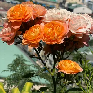 Profile Picture of Phong thuỷ may mắn (@rynafengsui) on Tiktok