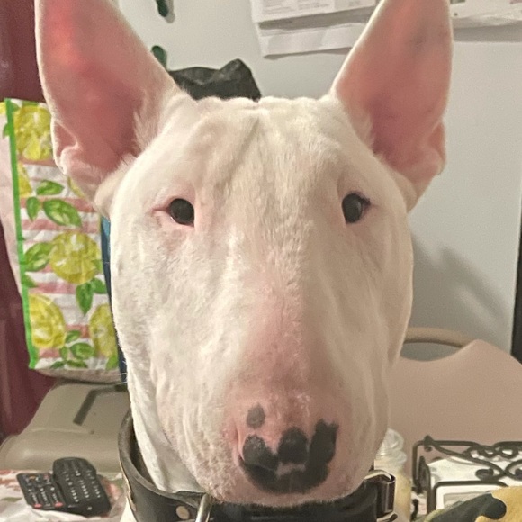 Profile Picture of Kevin Solano (@biggmeech281) on Poshmark