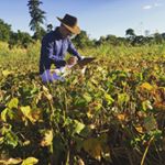 Profile Picture of Michael Vasconcelos (@michael_agro) on Instagram