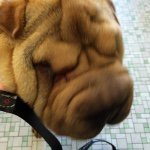 Profile Picture of Tony Corsello (@teercee) on Instagram