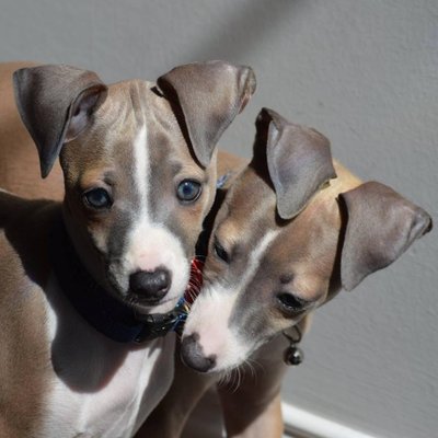 Profile Picture of Amanda Glueck (@glueckphd) on Twitter