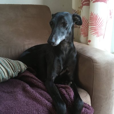 Profile Picture of Dawn (& Jack) (@hearne27pentre1) on Twitter