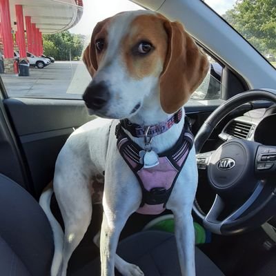Profile Picture of Tina Scalzi (@scalzi_tina) on Twitter