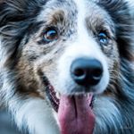 Profile Picture of Stuart Higgins (@flickthewonderdog) on Instagram