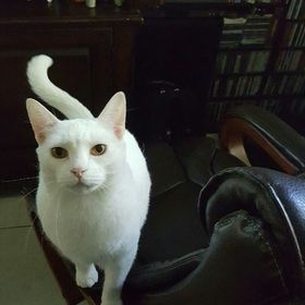 Profile Picture of Andy Pandora (@acoombs0402) on Pinterest