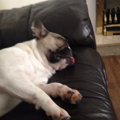 Profile Picture of Dominique Ramsey (@furbabies1686) on Twitter