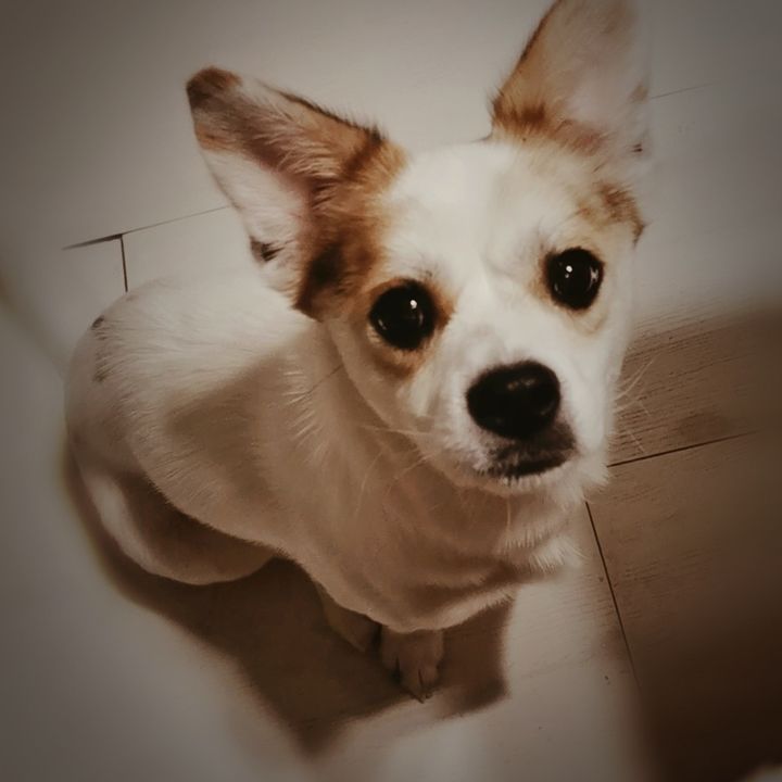 Profile Picture of April Zhao (@aprilzh426) on Tiktok