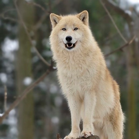 Profile Picture of Maya Wolf (@junepoljak2799) on Poshmark