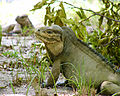 Profile Picture of Mona ground iguanaon Wikipedia