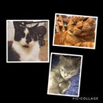 Profile Picture of Gizmo X Jessie X Monkey (@jes_monk_giz) on Instagram