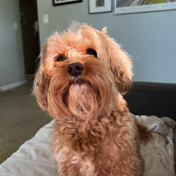 Profile Picture of Alysse Emken (@alysse137) on Poshmark