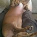 Profile Picture of Lisa Mackey (@rubmybelly) on Pinterest