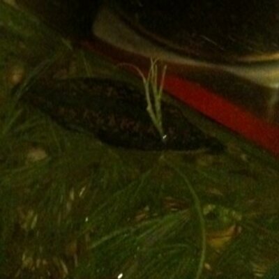 Profile Picture of Eric_the_leech (@Eric_the_leech) on Twitter