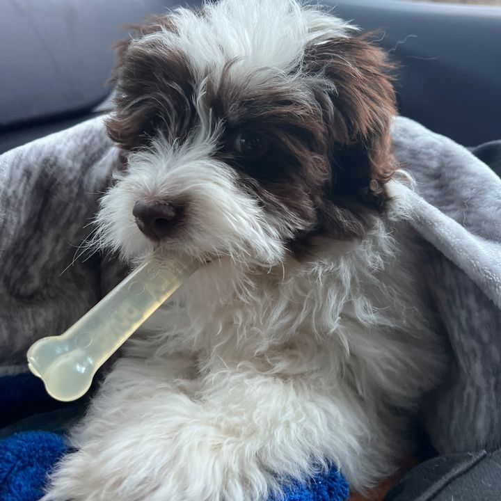 Profile Picture of ArthurParker (@arthurparkerthedog) on Tiktok