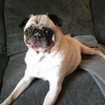 Profile Picture of Kevin Vivian (@giggy196) on Instagram