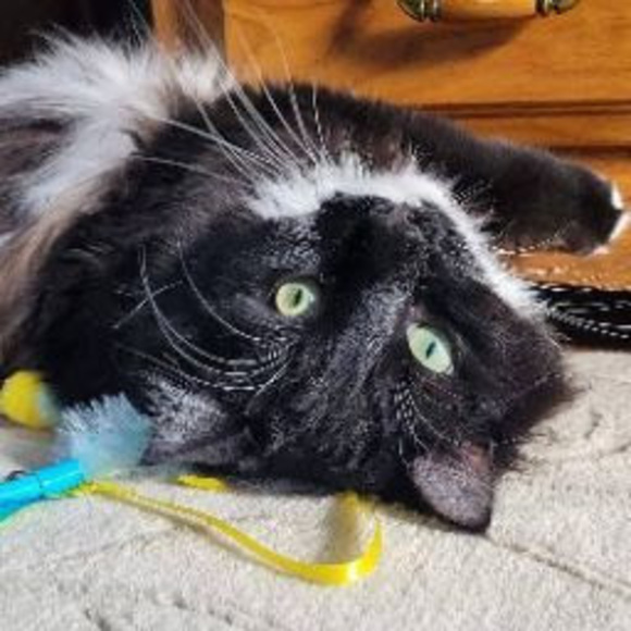 Makayla Rogowski - Poshmark Profile Picture of Makayla Rogowski (@makaylarogowski) on Poshmark