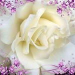 Profile Picture of Rita Tong (@rita.tong.716) on Instagram