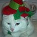 Profile Picture of Alice Lingo (@510superior) on Pinterest