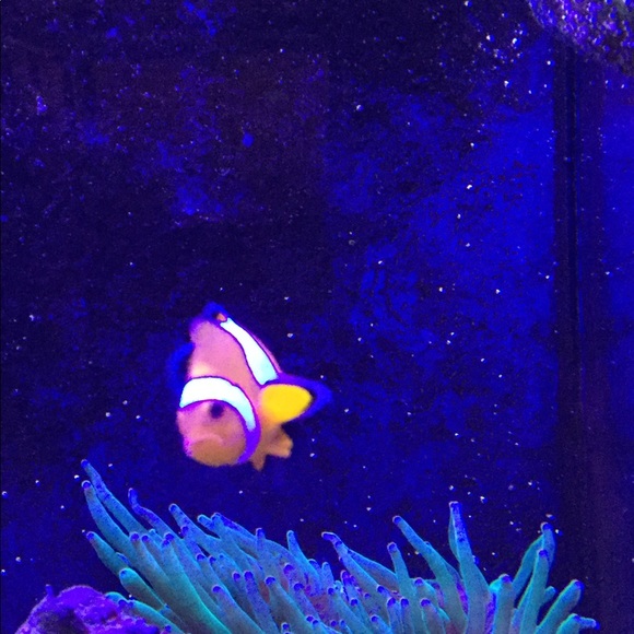 Profile Picture of Julianna Uphoff (@juliannauphoff) on Poshmark