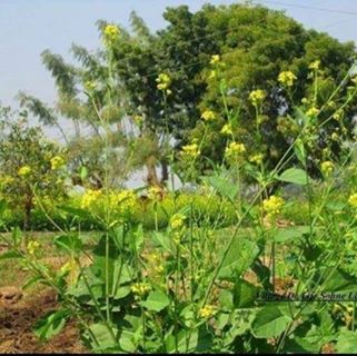 Profile Picture of Abbas Akbar (@sumaira.shah.37625843) on Facebook