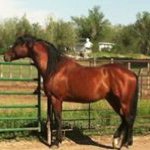 Profile Picture of Richard McMahan (@horse_mister) on Instagram