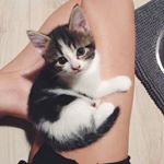 Profile Picture of Anne’s Foster Kittens (@fosterkittens_be) on Instagram