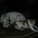 Profile Picture of Ann Gould (@george02) on Pinterest