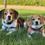 Profile Picture of Stephanie Chow (@Beagle-siblings) on Youtube