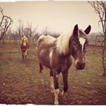 Profile Picture of cavalli azzurri (@pamela_anselmi) on Instagram