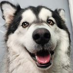 Profile Picture of Kemar Mckenzie (@celloguy26) on Instagram