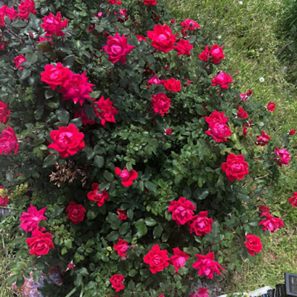 Profile Picture of Nga Huynh (@nancyhuynh2004) on Poshmark