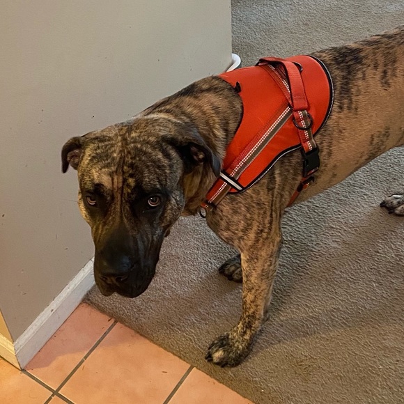 Profile Picture of Lisa Morgillo (@lisamm561) on Poshmark