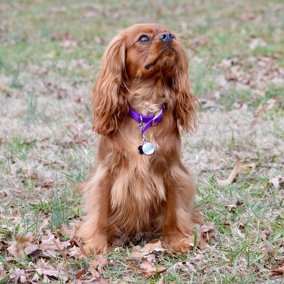 Profile Picture of Addie Thomas (@addiethom) on Poshmark