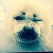 Profile Picture of Jake Bradley (@slycooper9) on Pinterest