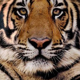 Profile Picture of Paul Shashy (@ShashyPaul) on Twitter