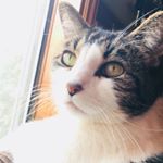Profile Picture of Albert Ingram (@burtoingram) on Instagram