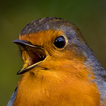 Profile Picture of Alan Bailey (@abailey185) on Flickr