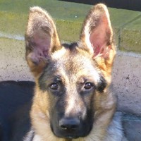 Profile Picture of Steven Thiel (@steven-thiel-5) on Quora