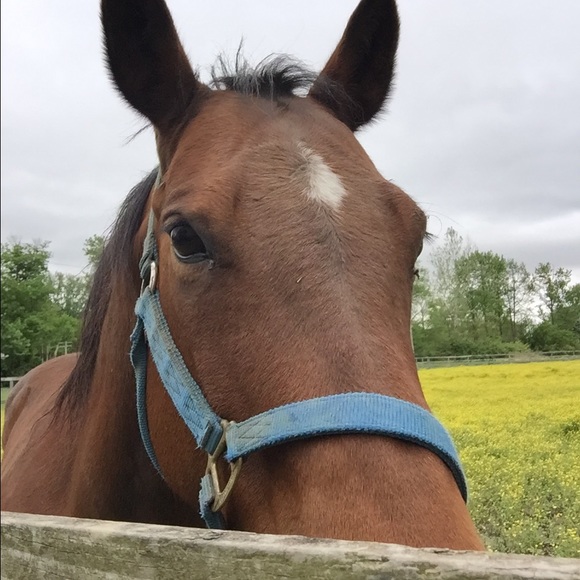 Profile Picture of Jeanna Dayvolt (@mileyandmaddy) on Poshmark