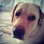 Profile Picture of Violetta (@violeta_labradora_) on Instagram