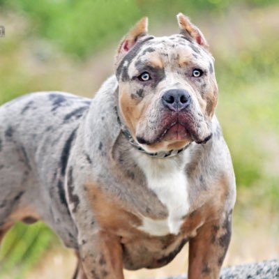 Profile Picture of LoLo_Bulliez (@LoloBulliez) on Twitter