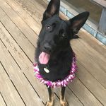 Profile Picture of Janet Schock (@jschock86) on Instagram