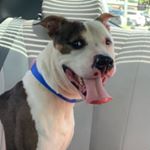 Profile Picture of Samson Joseph Keene (@sammy_cfsp) on Instagram
