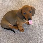 Bonnie Champion - Instagram Profile Picture of Bonnie Champion (@champion_sausage) on Instagram