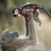 Profile Picture of Derek Roark (@derekroark3242) on Youtube