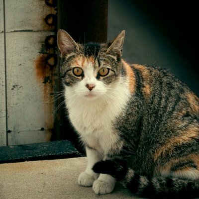 Profile Picture of ROSE M.  BATCHELOR (@BOSEY50) on Twitter